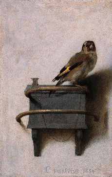 goldfinch2
