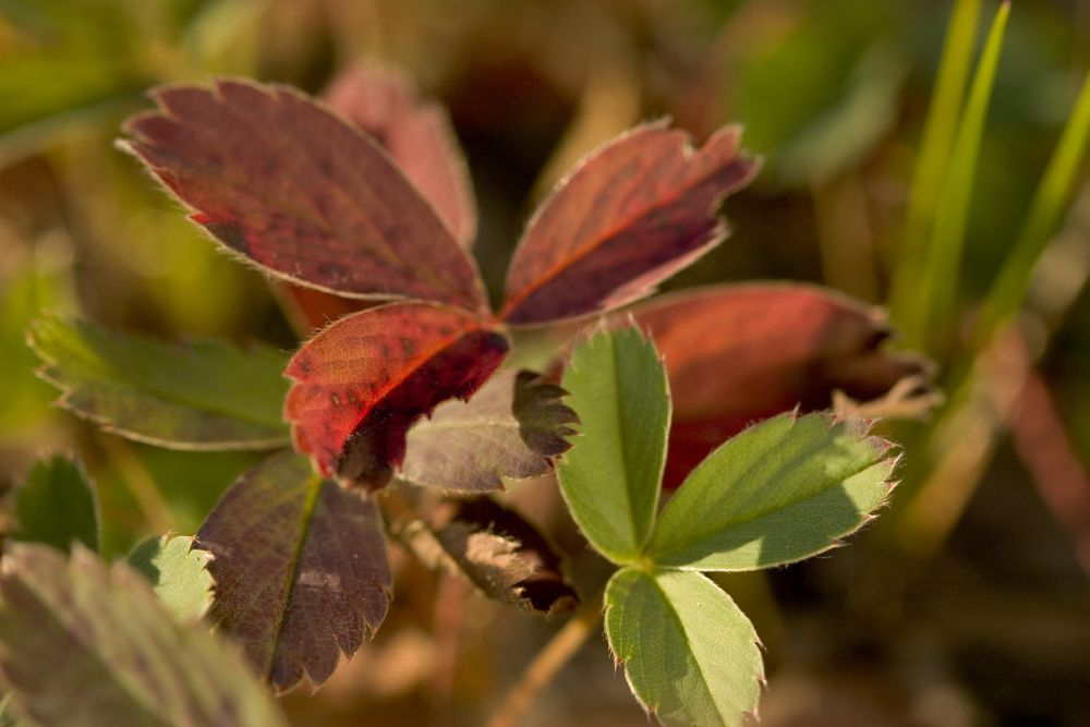 foliage