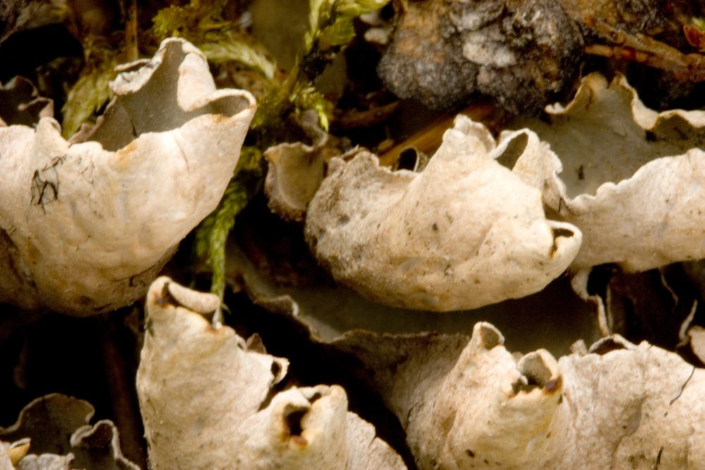 fungi