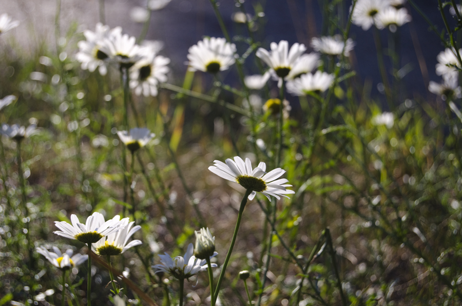dancingdaisiesweb
