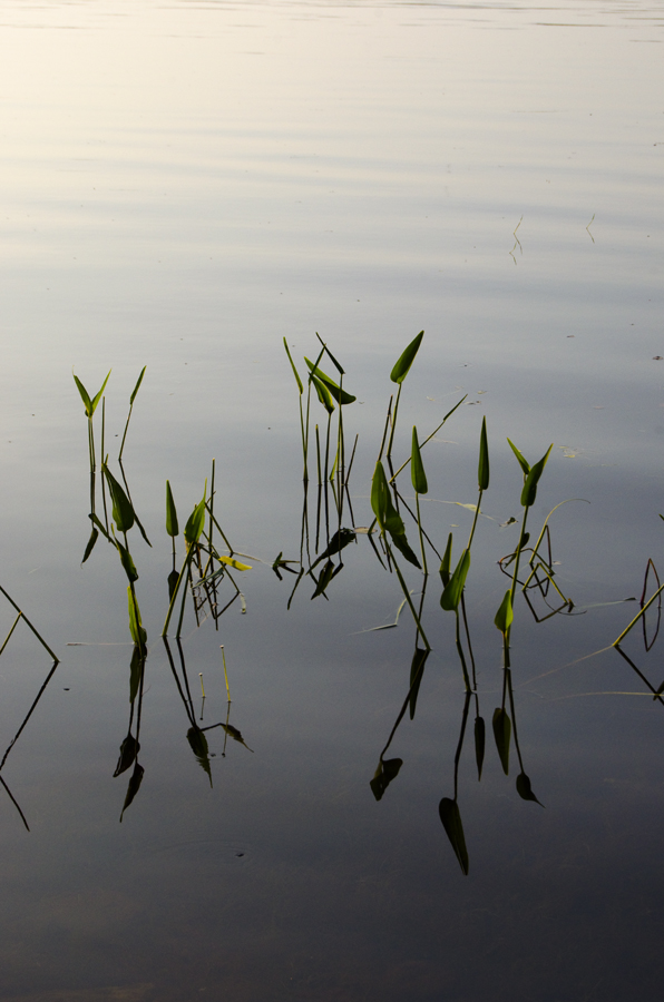 lakeweedsIIIweb